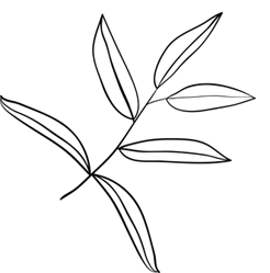 hoja2